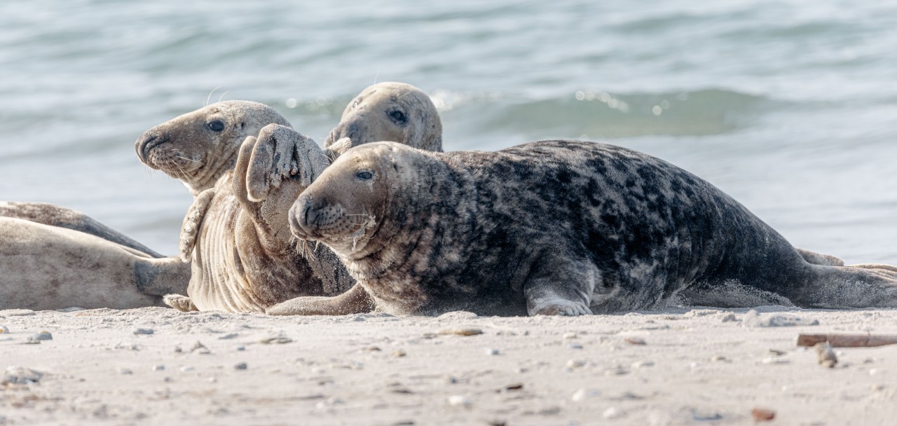 Kegelrobben liegen am Strand der Helgoland-Düne an der Nordsee.