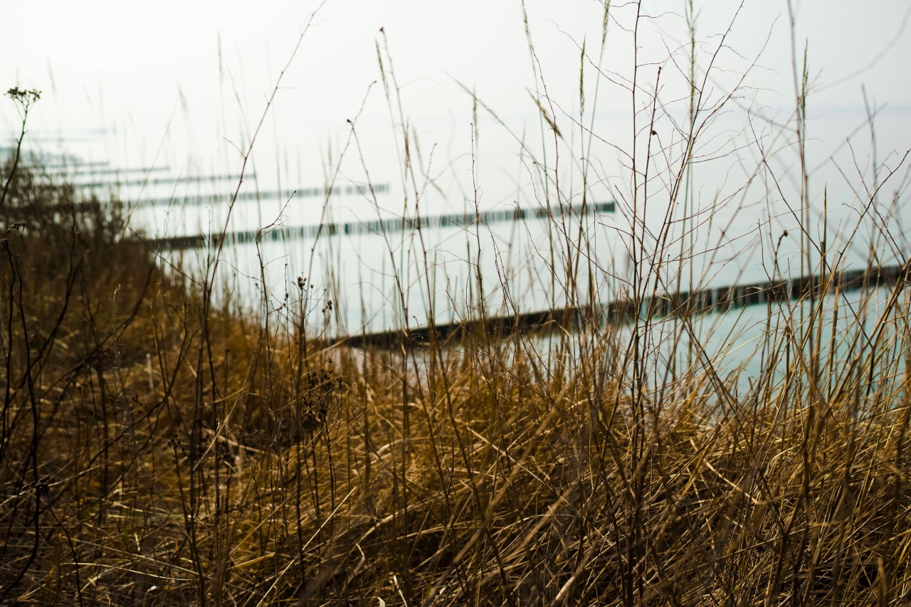 Buhnen in der Ostsee auf dem Darß.