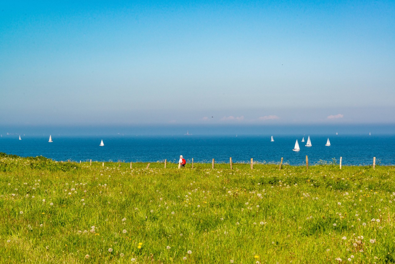 Steilküste an der Ostsee, im Vordergrund blüht's schon