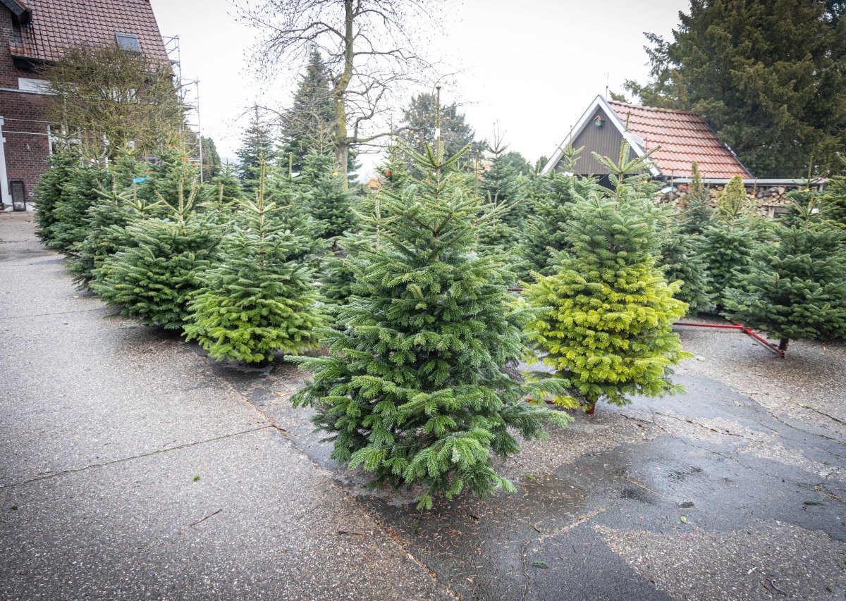 Tannenbaum1_IMAGO Rüdiger Wölk.jpg