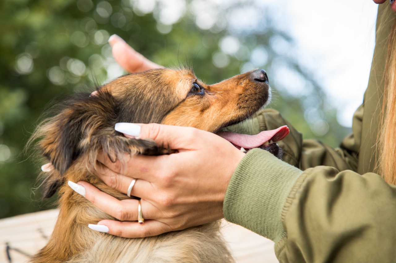 Darf hier bald ein Hund neben einer frisch-gekrönten „Shopping Queen“ in Hamburg glänzen?