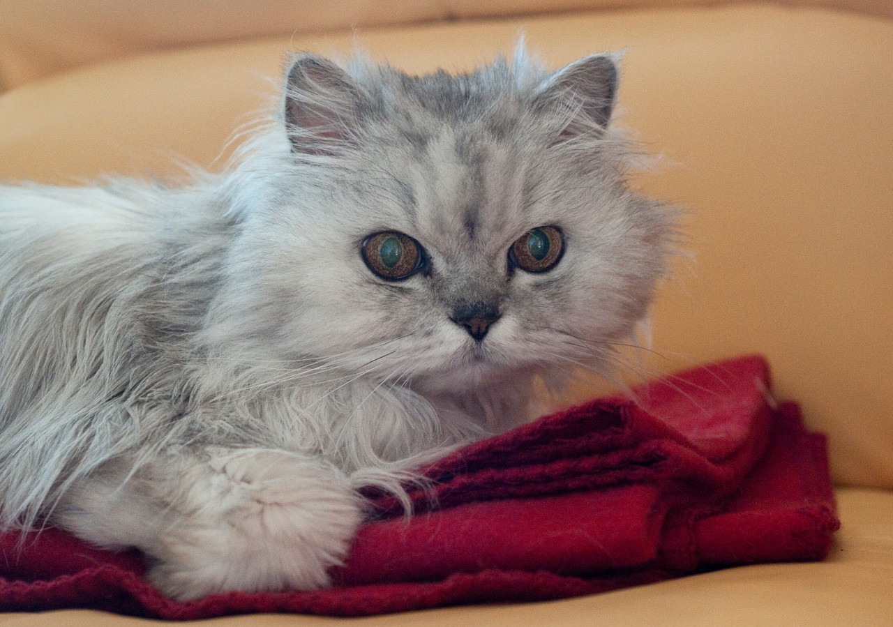 Ein grau-weißer Perserkater erlebt in Hamburg Schreckliches (Symbolfoto). 