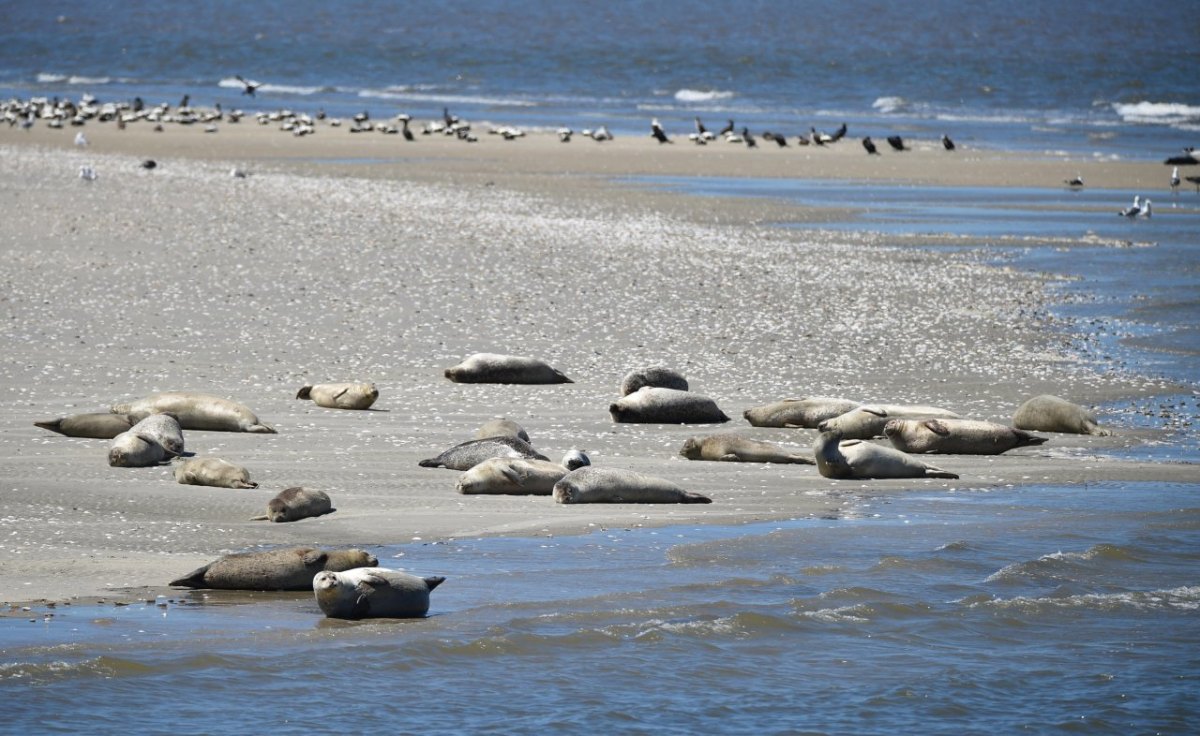 Nordsee Seehunde.jpg