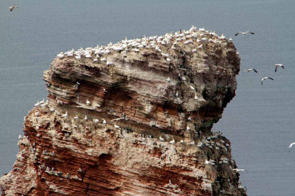 Helgoland Vögel