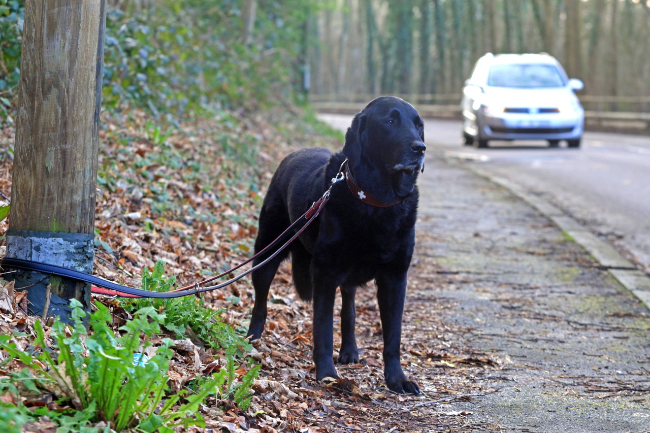 Hamburg: Ein schwarzer Labrador-Retriever befindet sich angebunden und ausgesetzt am Straßenrand (Symbolfoto).