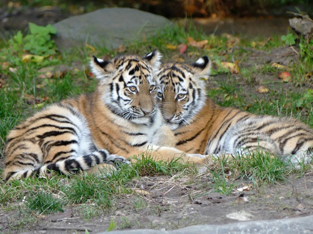 Tierpark Hagenbeck