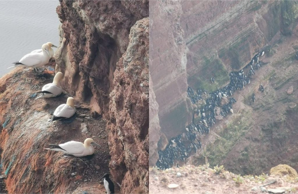 Helgoland