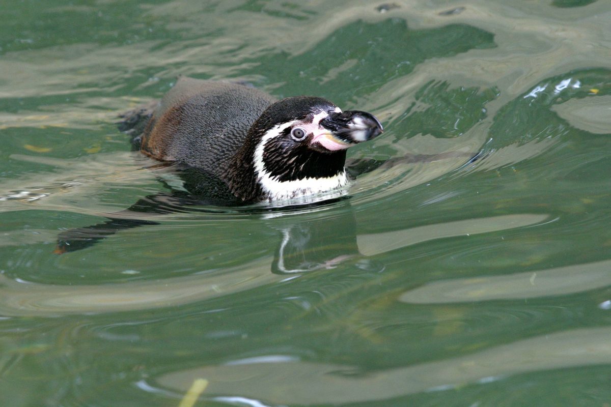 Zoo Rostock