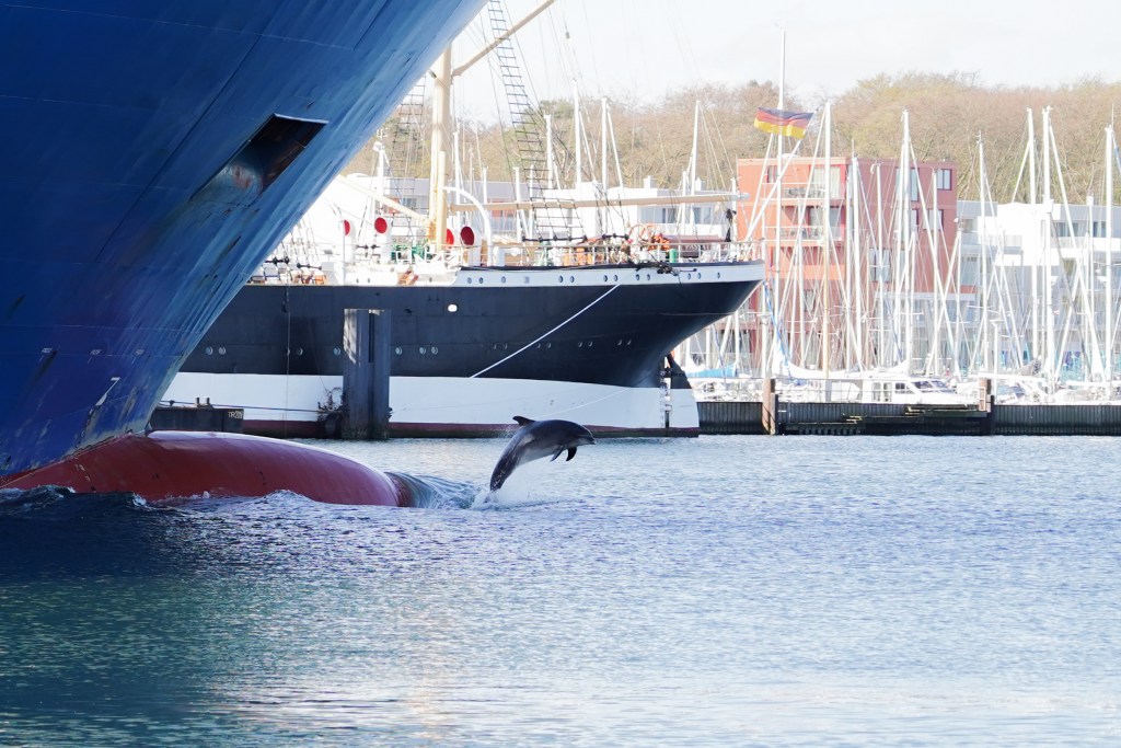 Ostsee Delfin 