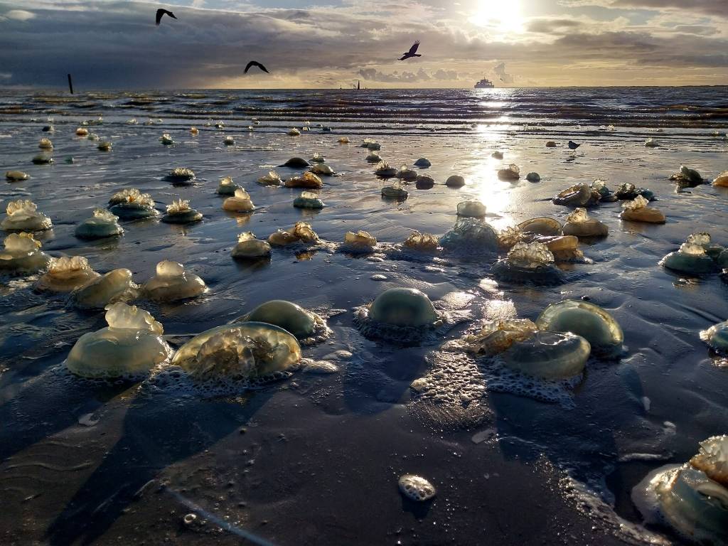 An den Stränden von Norderney wurden die blauen Qualen zu tausenden angespült.