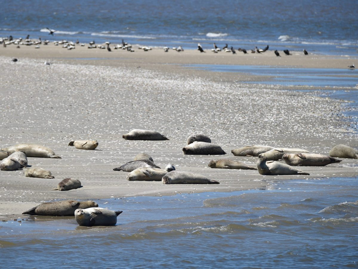 Seehunde in die Nordsee ausgewildert.