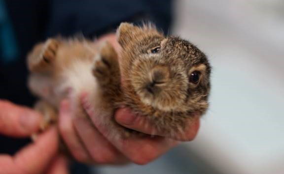 Tierheim Hamburg schlägt Alarm!