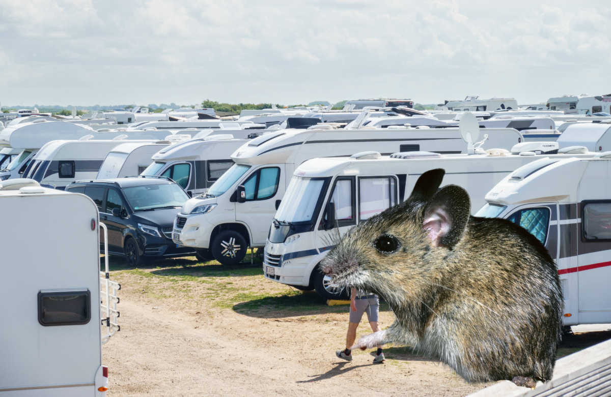 Achtung Mäuse auf dem camping-Platz!