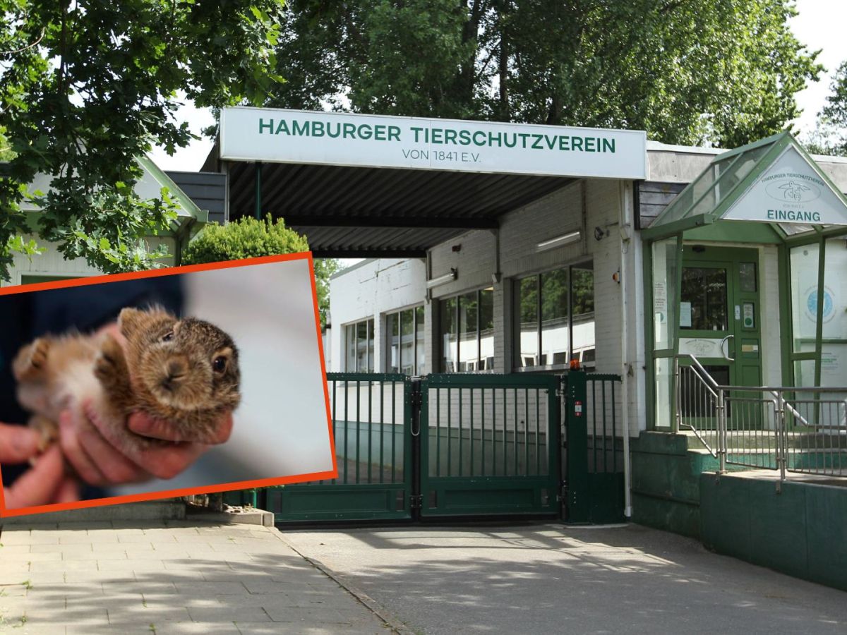 Tierheim Hamburg schlägt Alarm!