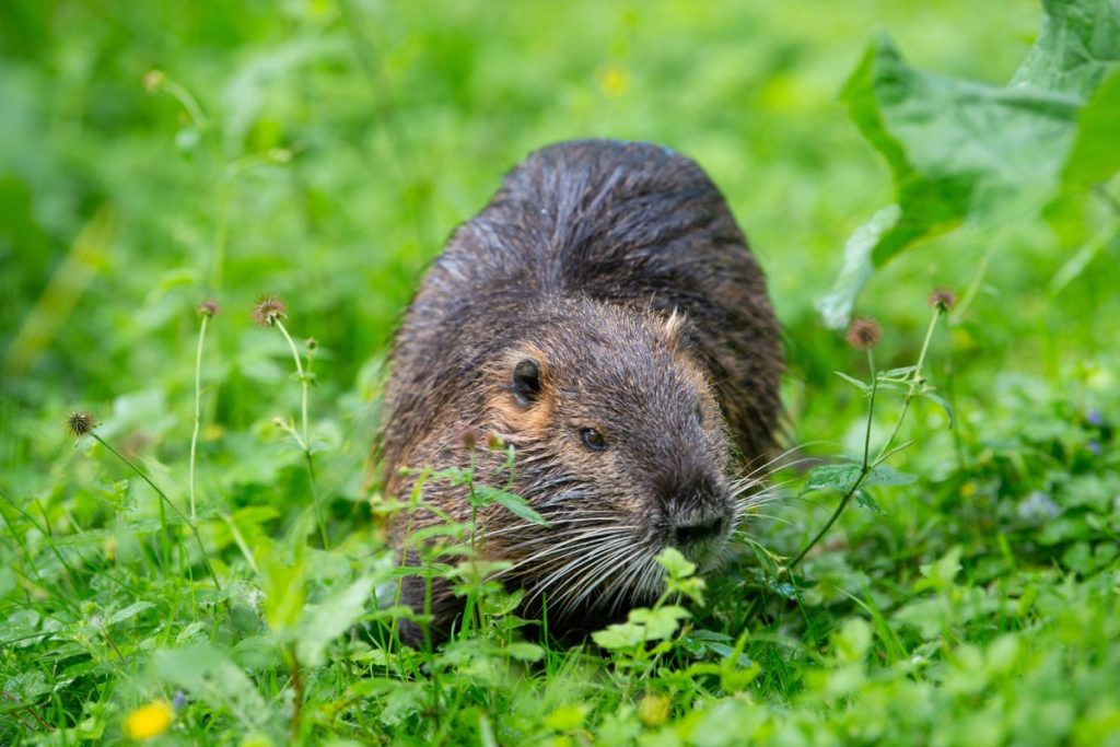 Nutria