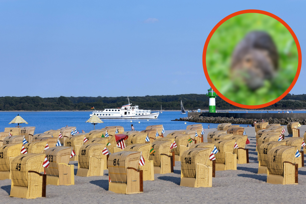 Nutria am Ostseestrand entdeckt