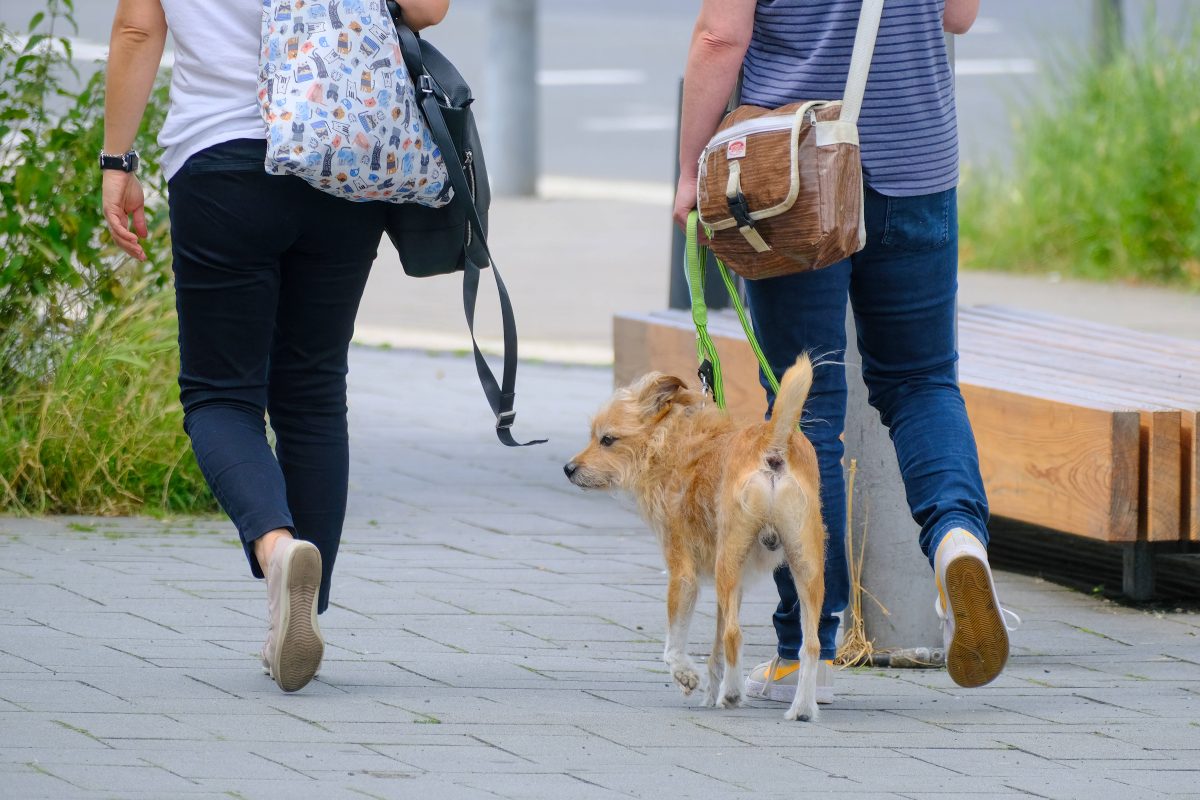 Ein Hundebesitzer und sein Tier beim Gassigehen, Symbolbild.