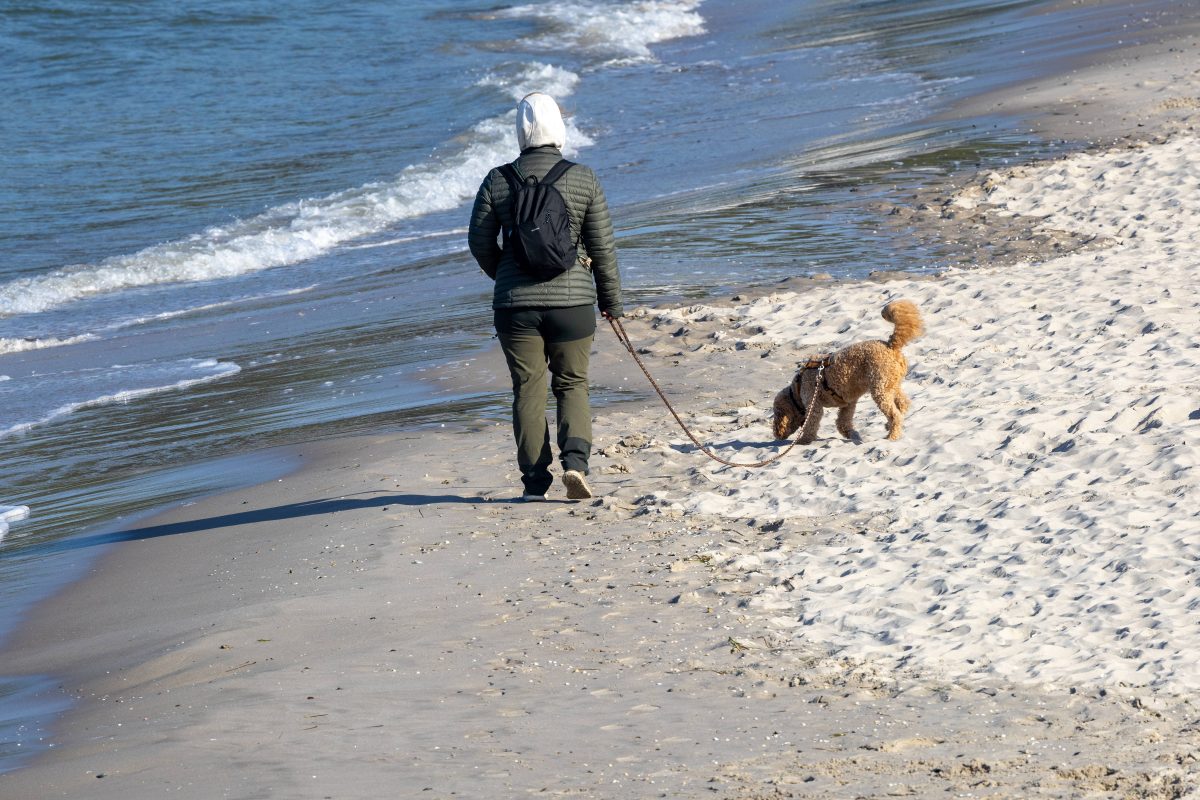 Hundeverbot an Ostsee-Stränden