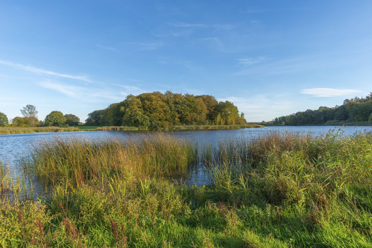 Ein Wald in Schleswig-Holstein.