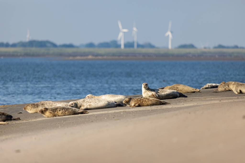 Robben auf Sandbank