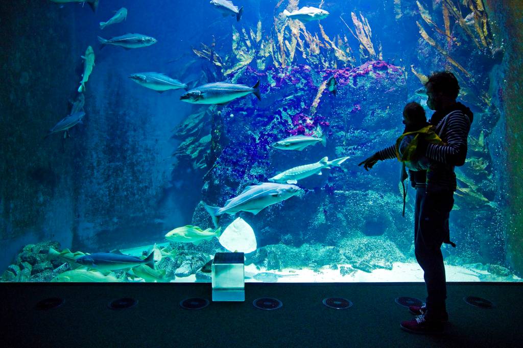 Blick auf ein Aquarium