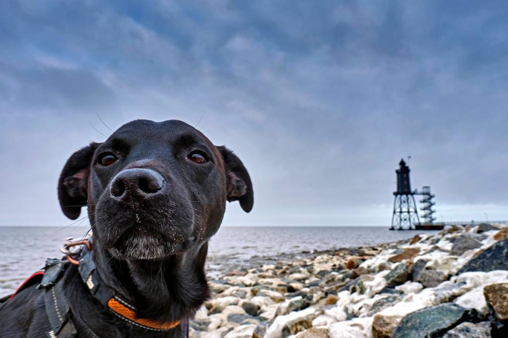 Hund am Steinstrand