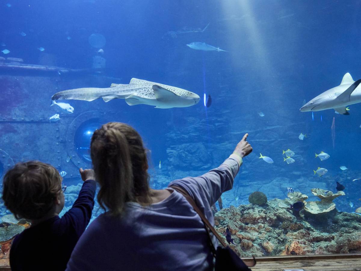 Frau und Kind zeigen auf Aquarium