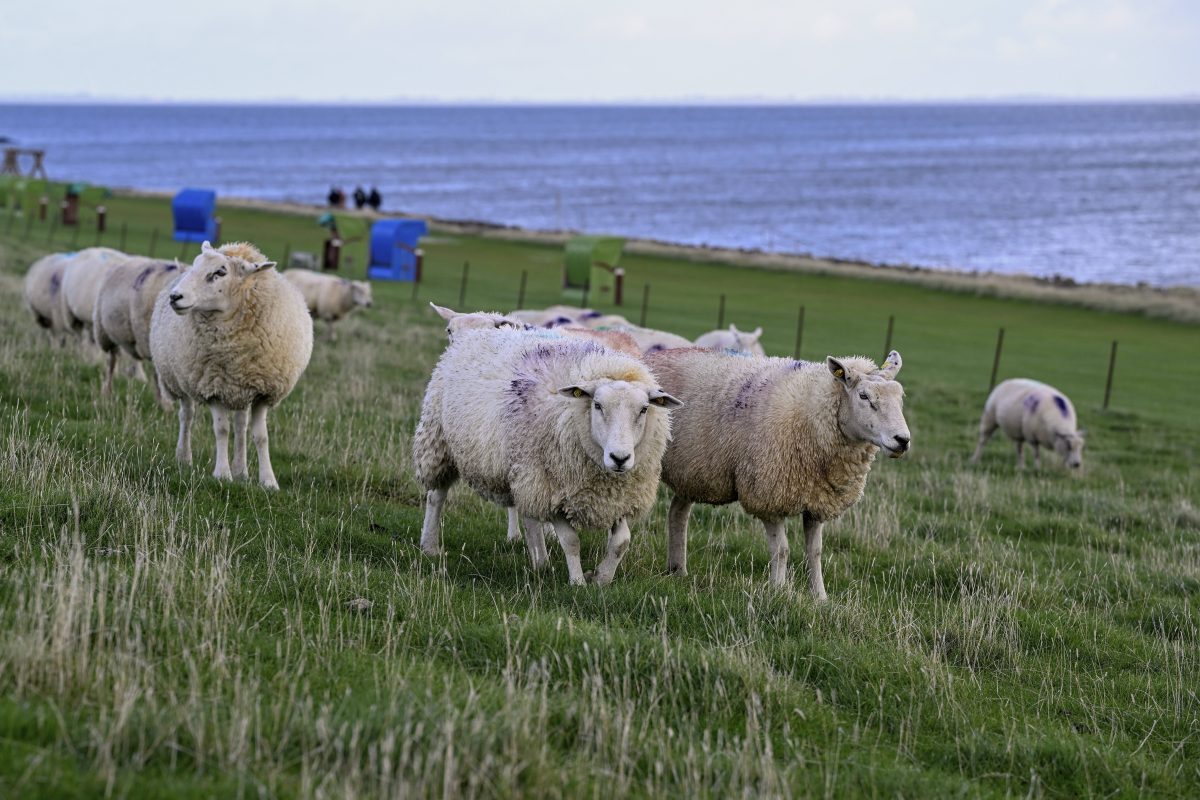 Schafe an der Nordsee.