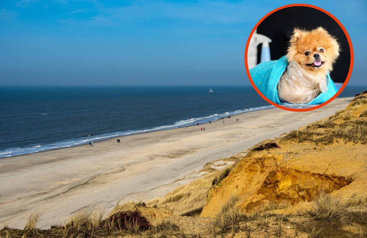 Ein Luxus-Angebot für Hunde sorgt auf Sylt für Aufsehen.