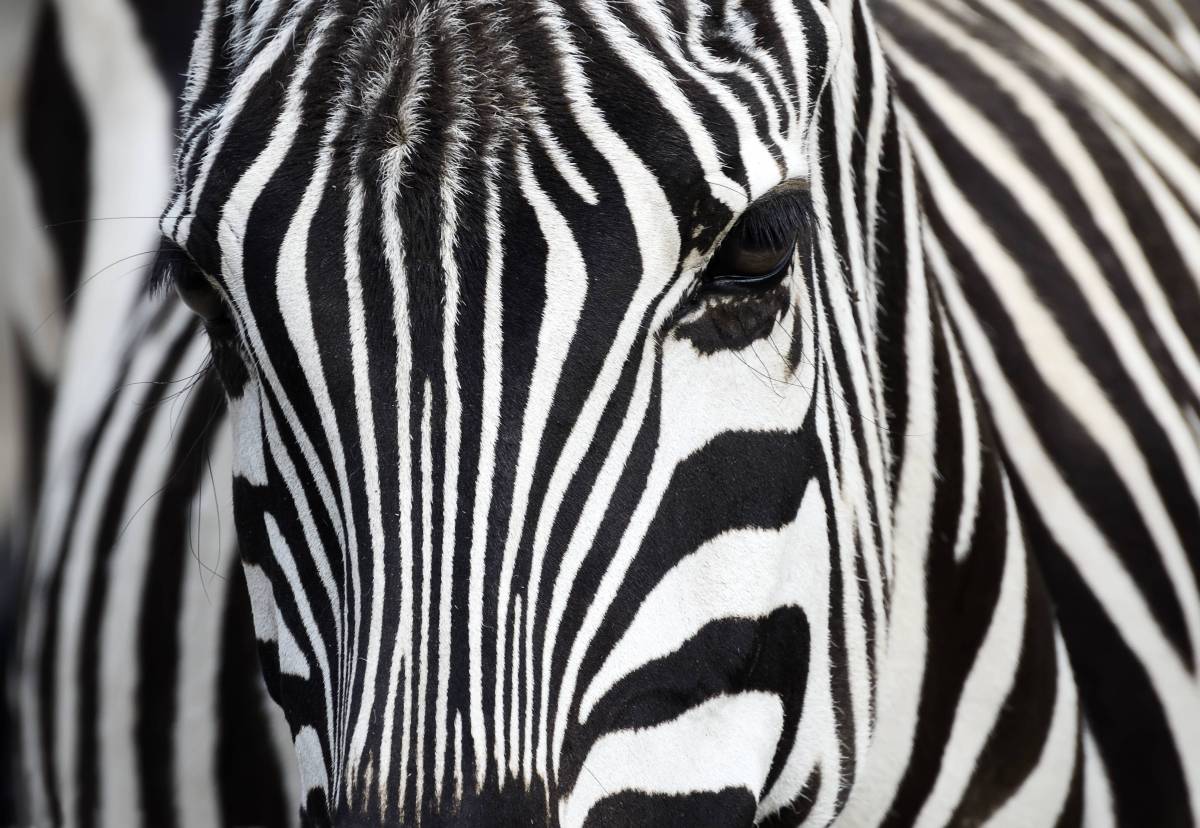 Zebra in Nahaufnahme