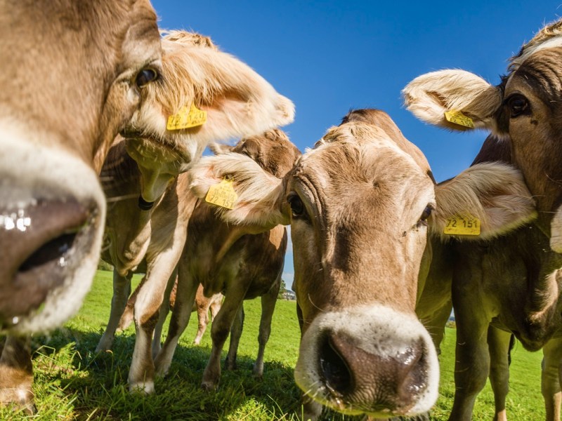 Well Done, bitte! Wird Labor-Fleisch das Klima retten?